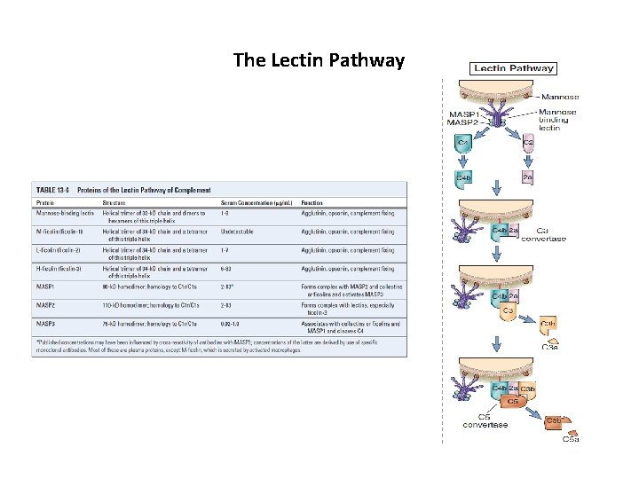 The Lectin Pathway 