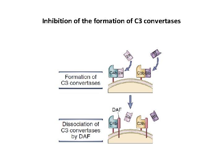 Inhibition of the formation of C 3 convertases 