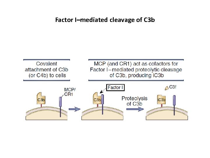 Factor I–mediated cleavage of C 3 b 