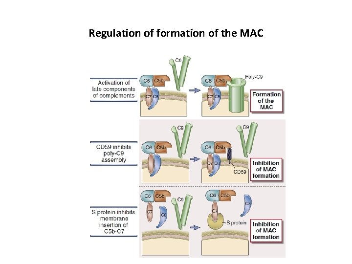 Regulation of formation of the MAC 