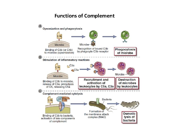 Functions of Complement 