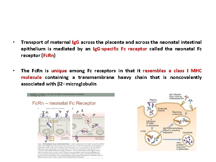  • Transport of maternal Ig. G across the placenta and across the neonatal