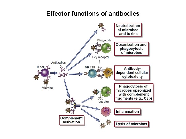 Effector functions of antibodies 
