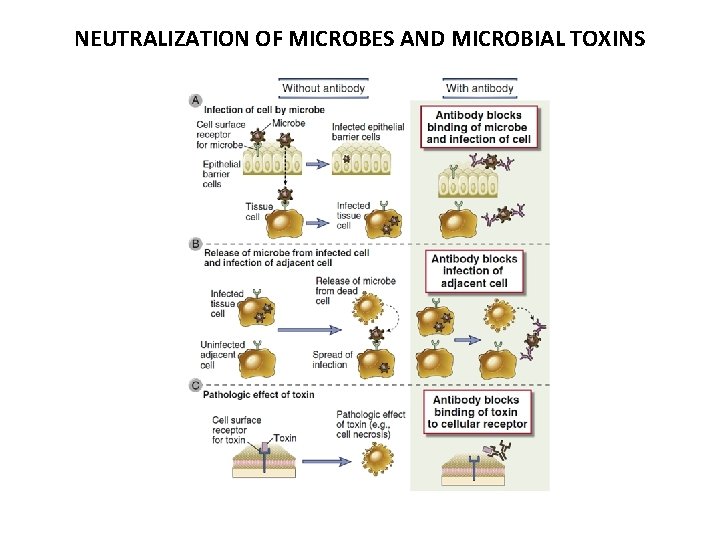 NEUTRALIZATION OF MICROBES AND MICROBIAL TOXINS 
