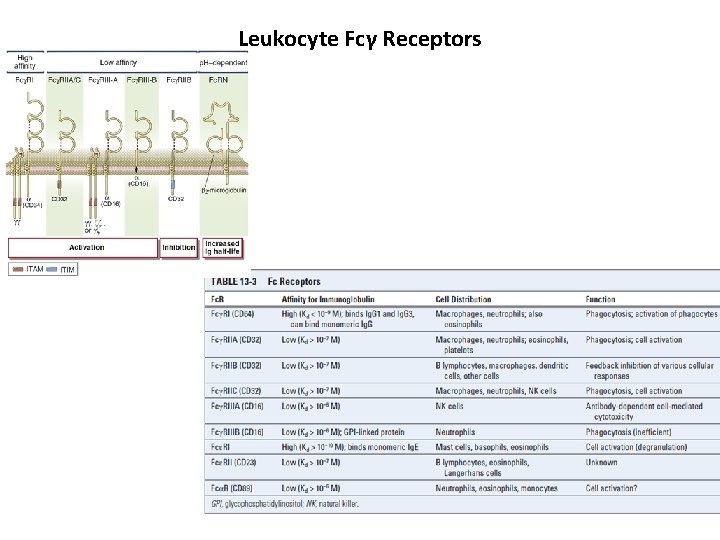 Leukocyte Fcγ Receptors 