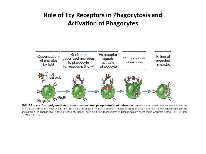 Role of Fcγ Receptors in Phagocytosis and Activation of Phagocytes 