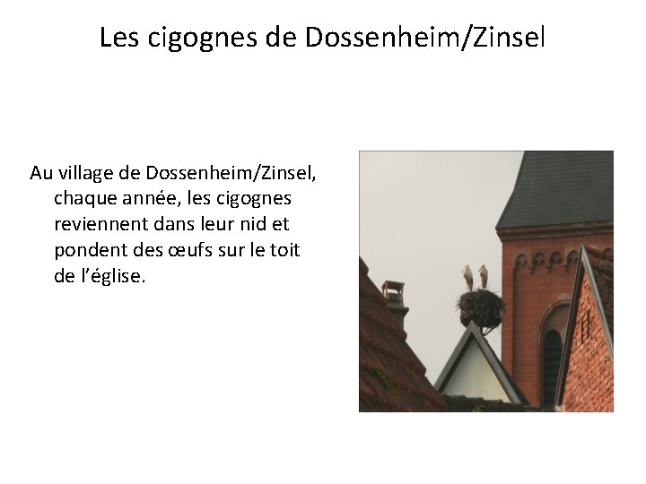 Les cigognes de Dossenheim/Zinsel Au village de Dossenheim/Zinsel, chaque année, les cigognes reviennent dans
