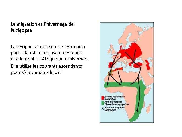 La migration et l’hivernage de la cigogne La cigogne blanche quitte l’Europe à partir