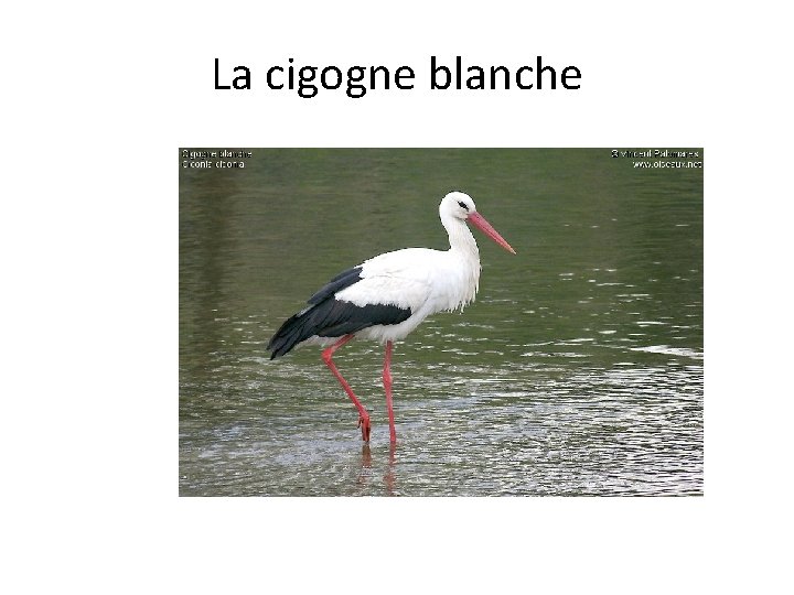 La cigogne blanche 