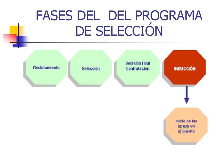 FASES DEL PROGRAMA DE SELECCIÓN 