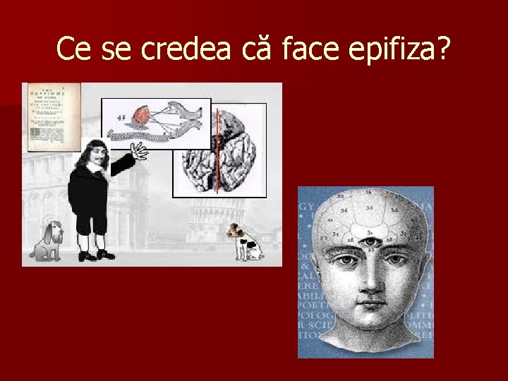 Ce se credea că face epifiza? 