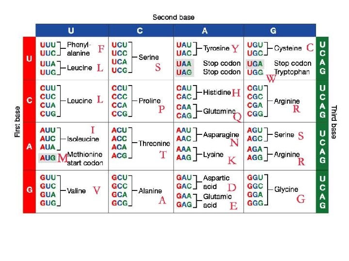 dna info dna in the nucleus is safe