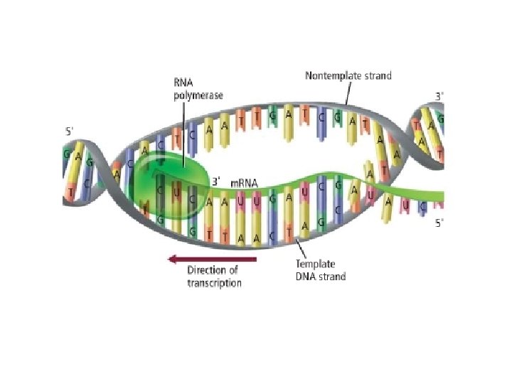 dna info dna in the nucleus is safe