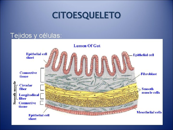 CITOESQUELETO Tejidos y células: 