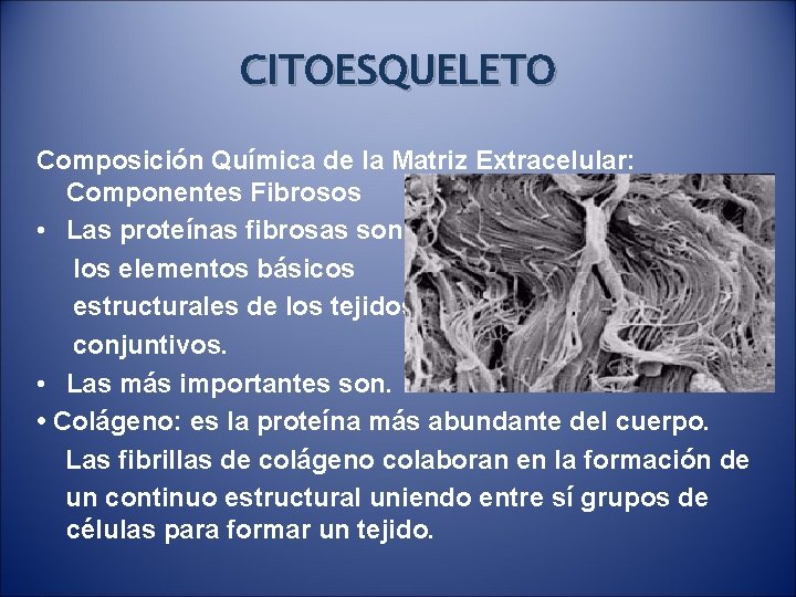 CITOESQUELETO Composición Química de la Matriz Extracelular: Componentes Fibrosos • Las proteínas fibrosas son