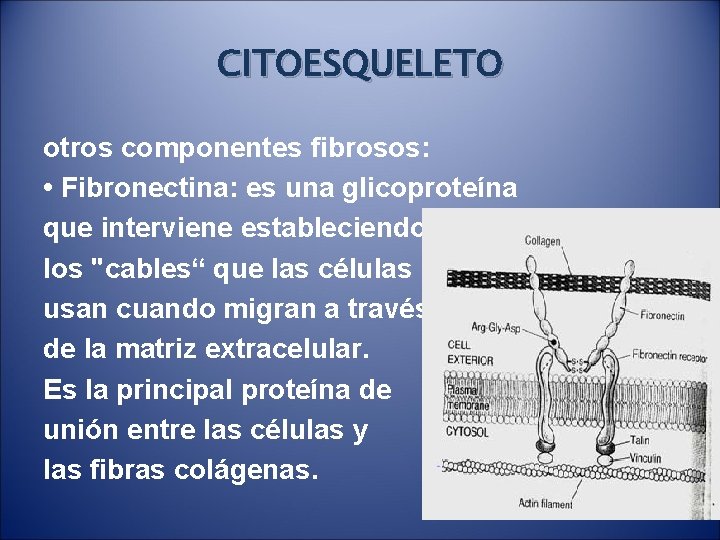 CITOESQUELETO otros componentes fibrosos: • Fibronectina: es una glicoproteína que interviene estableciendo los "cables“