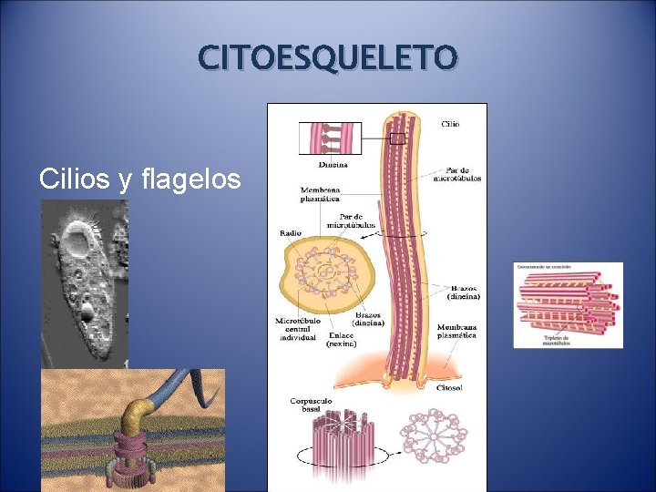 CITOESQUELETO Cilios y flagelos 