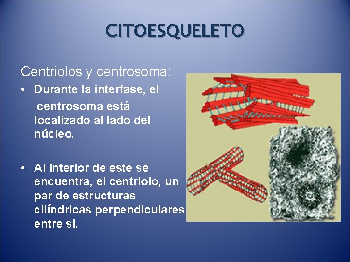 CITOESQUELETO Centriolos y centrosoma: • Durante la interfase, el centrosoma está localizado al lado