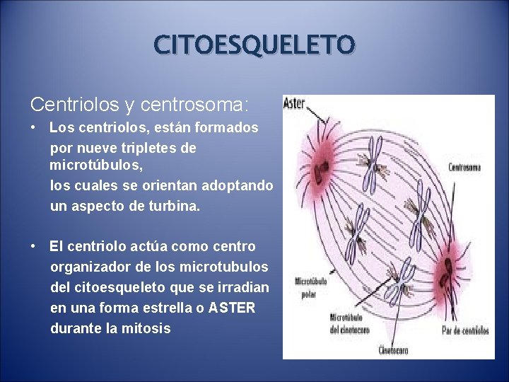 CITOESQUELETO Centriolos y centrosoma: • Los centriolos, están formados por nueve tripletes de microtúbulos,