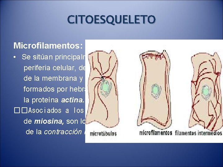 CITOESQUELETO Microfilamentos: • Se sitúan principalmente en la periferia celular, debajo de la membrana