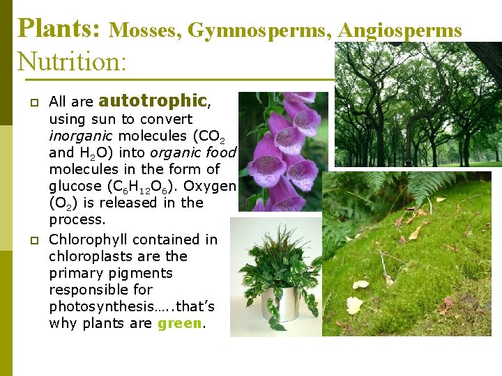 Plants: Mosses, Gymnosperms, Angiosperms Nutrition: p p All are autotrophic, using sun to convert