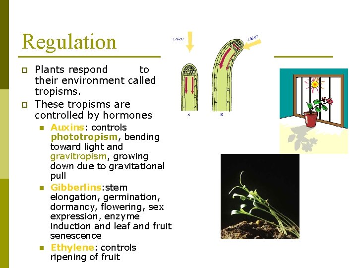 Regulation p p Plants respond to their environment called tropisms. These tropisms are controlled