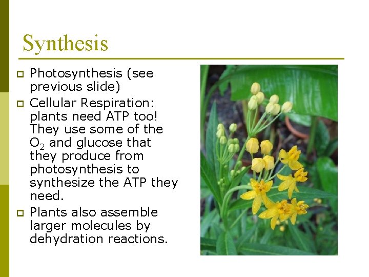 Synthesis p p p Photosynthesis (see previous slide) Cellular Respiration: plants need ATP too!