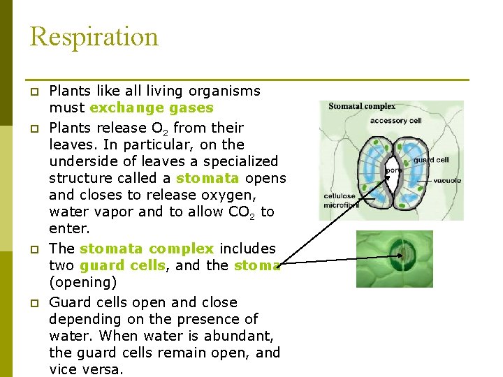 Respiration p p Plants like all living organisms must exchange gases Plants release O