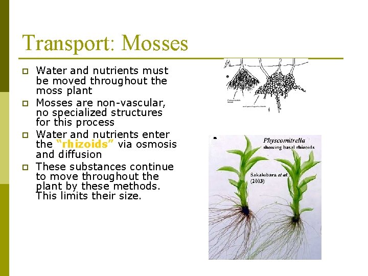 Transport: Mosses p p Water and nutrients must be moved throughout the moss plant