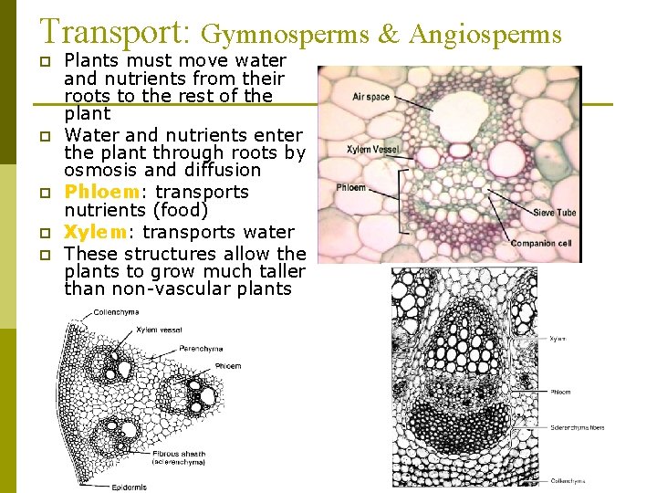 Transport: Gymnosperms & Angiosperms p p p Plants must move water and nutrients from