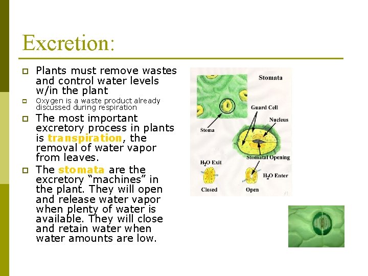 Excretion: p p Plants must remove wastes and control water levels w/in the plant