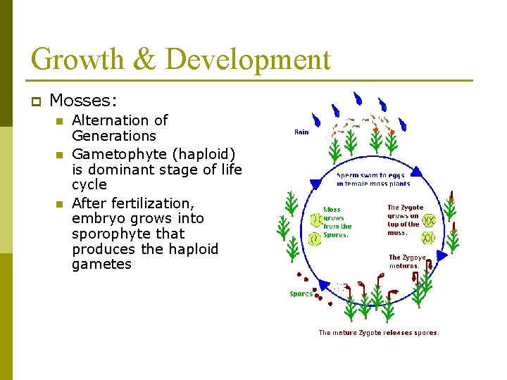 Growth & Development p Mosses: n n n Alternation of Generations Gametophyte (haploid) is