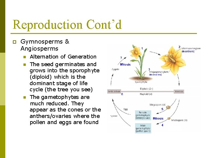 Reproduction Cont’d p Gymnosperms & Angiosperms n n n Alternation of Generation The seed