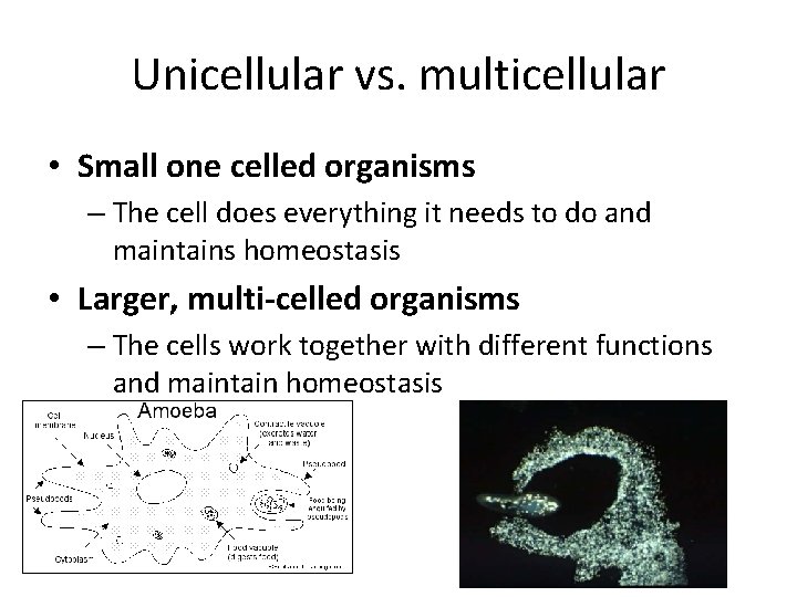 Unicellular vs. multicellular • Small one celled organisms – The cell does everything it