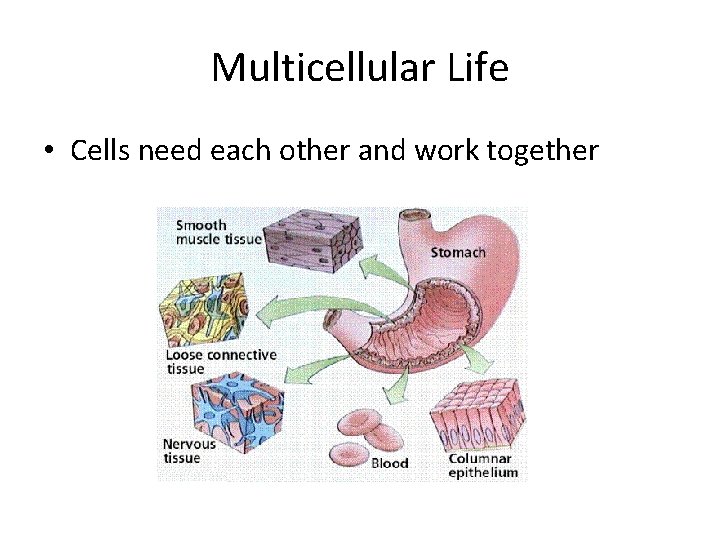 Multicellular Life • Cells need each other and work together 