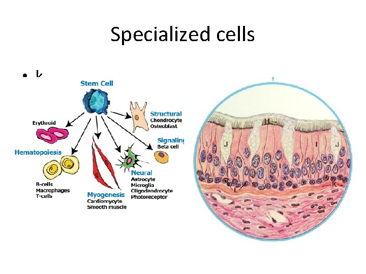 Specialized cells • k 