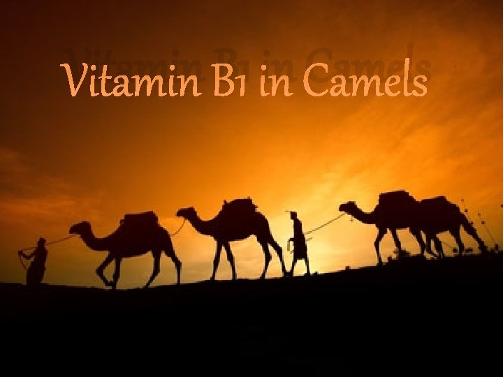 Vitamin B 1 in Camels 