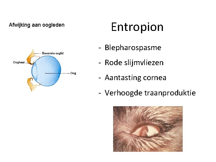 Afwijking aan oogleden Entropion - Blepharospasme - Rode slijmvliezen - Aantasting cornea - Verhoogde