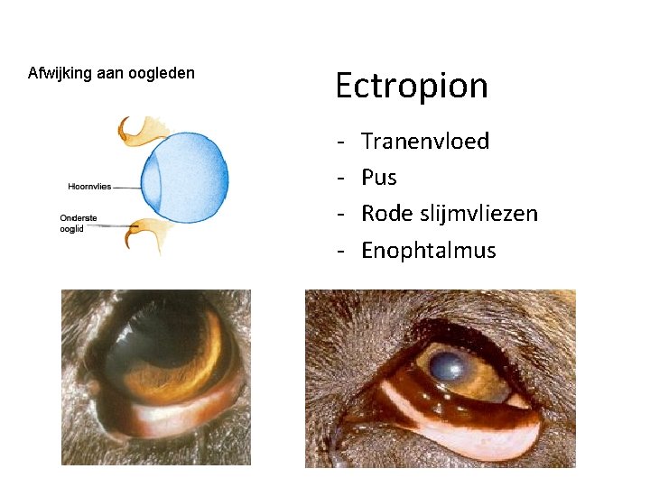 Afwijking aan oogleden Ectropion - Tranenvloed Pus Rode slijmvliezen Enophtalmus 