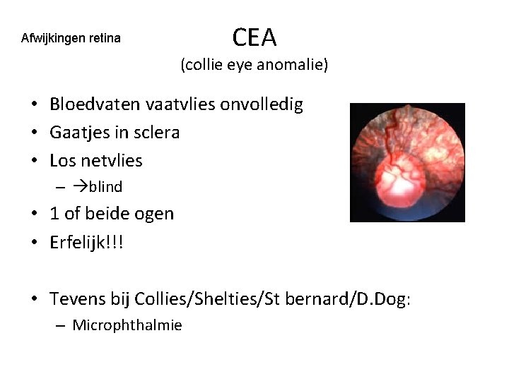 Afwijkingen retina CEA (collie eye anomalie) • Bloedvaten vaatvlies onvolledig • Gaatjes in sclera