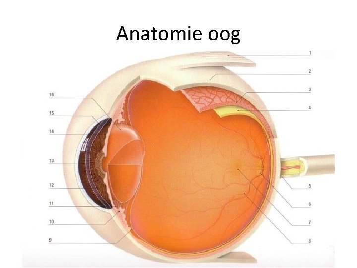 Anatomie oog 