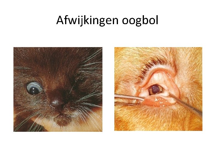 Afwijkingen oogbol 