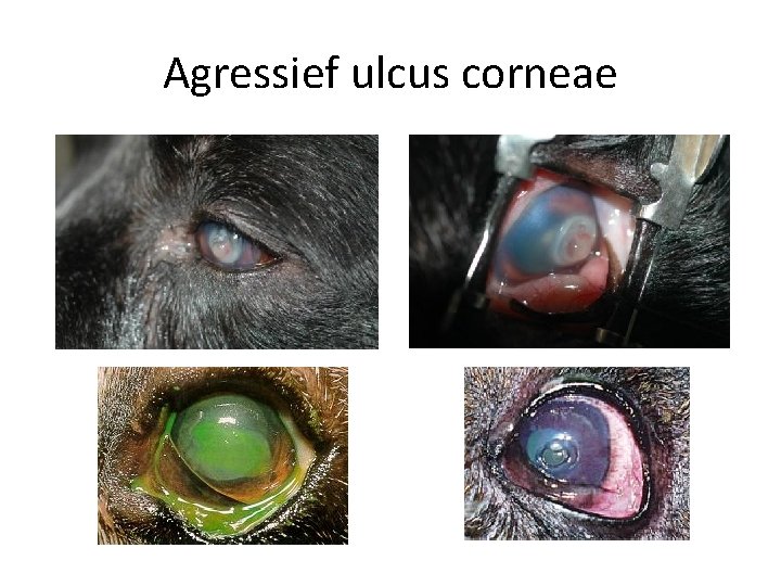 Agressief ulcus corneae 
