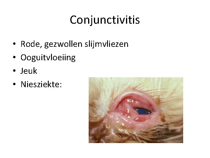 Conjunctivitis • • Rode, gezwollen slijmvliezen Ooguitvloeiing Jeuk Niesziekte: 