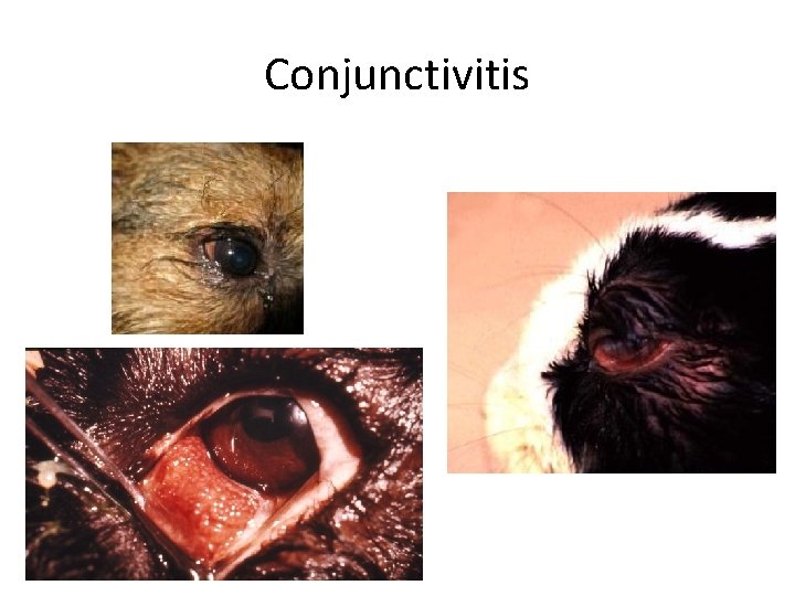 Conjunctivitis 