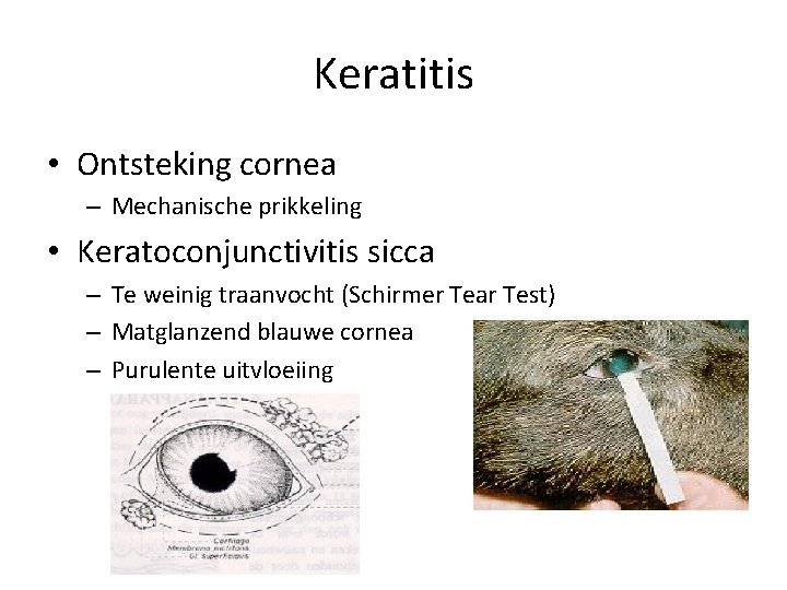 Keratitis • Ontsteking cornea – Mechanische prikkeling • Keratoconjunctivitis sicca – Te weinig traanvocht