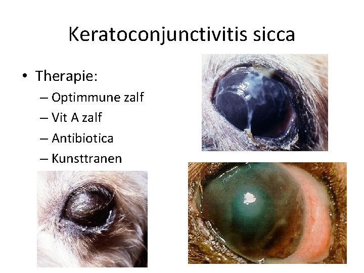 Keratoconjunctivitis sicca • Therapie: – Optimmune zalf – Vit A zalf – Antibiotica –