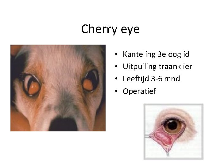 Cherry eye • • Kanteling 3 e ooglid Uitpuiling traanklier Leeftijd 3 -6 mnd