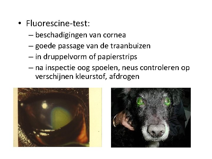  • Fluorescine-test: – beschadigingen van cornea – goede passage van de traanbuizen –