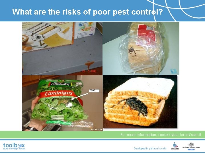 What are the risks of poor pest control? 